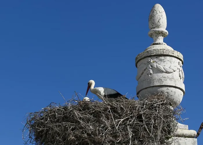 1977 Πανσιόν Φάρο